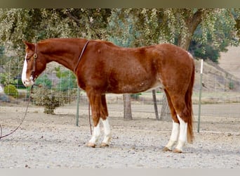 American Quarter Horse, Wałach, 6 lat, 152 cm, Ciemnokasztanowata