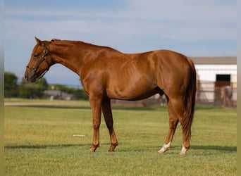 American Quarter Horse, Wałach, 6 lat, 152 cm, Cisawa