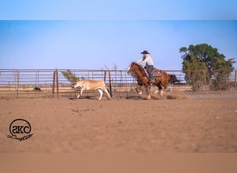 American Quarter Horse, Wałach, 6 lat, 152 cm, Cisawa