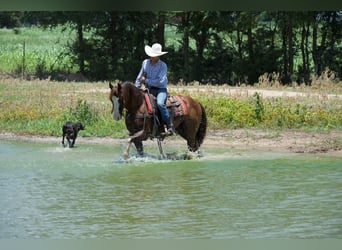 American Quarter Horse, Wałach, 6 lat, 152 cm, Cisawa
