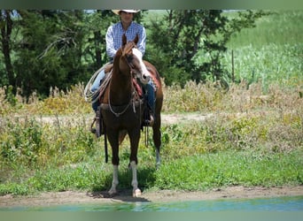 American Quarter Horse, Wałach, 6 lat, 152 cm, Cisawa