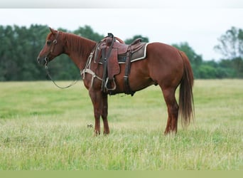 American Quarter Horse, Wałach, 6 lat, 152 cm, Cisawa
