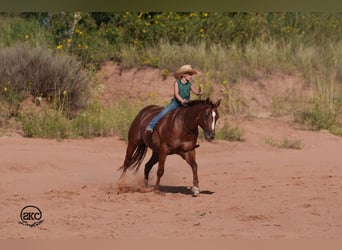 American Quarter Horse, Wałach, 6 lat, 152 cm, Cisawa