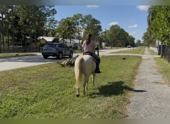 American Quarter Horse, Wałach, 6 lat, 152 cm, Cremello