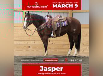 American Quarter Horse, Wałach, 6 lat, 152 cm, Gniada