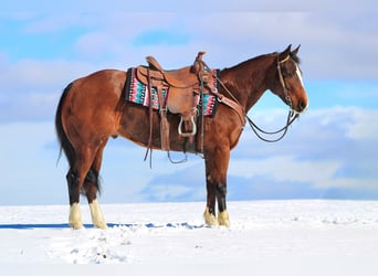 American Quarter Horse, Wałach, 6 lat, 152 cm, Gniada