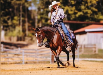 American Quarter Horse, Wałach, 6 lat, 152 cm, Gniada