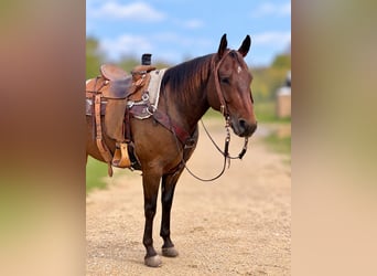 American Quarter Horse, Wałach, 6 lat, 152 cm, Gniada