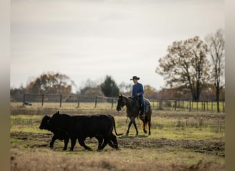 American Quarter Horse, Wałach, 6 lat, 152 cm, Gniadodereszowata
