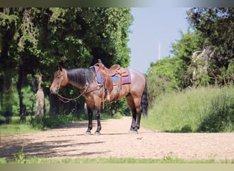 American Quarter Horse, Wałach, 6 lat, 152 cm, Gniadodereszowata