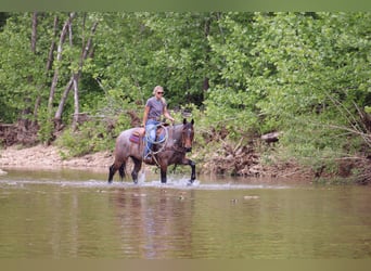 American Quarter Horse, Wałach, 6 lat, 152 cm, Gniadodereszowata