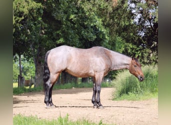 American Quarter Horse, Wałach, 6 lat, 152 cm, Gniadodereszowata