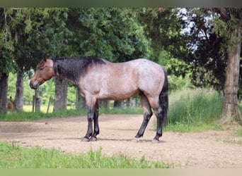 American Quarter Horse, Wałach, 6 lat, 152 cm, Gniadodereszowata