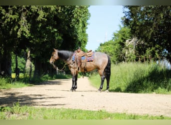 American Quarter Horse, Wałach, 6 lat, 152 cm, Gniadodereszowata