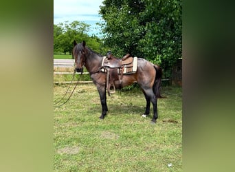 American Quarter Horse, Wałach, 6 lat, 152 cm, Gniadodereszowata