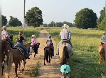 American Quarter Horse, Wałach, 6 lat, 152 cm, Grullo
