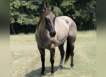 American Quarter Horse, Wałach, 6 lat, 152 cm, Grullo