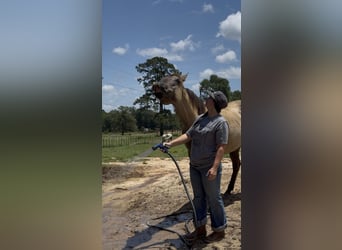 American Quarter Horse, Wałach, 6 lat, 152 cm, Grullo