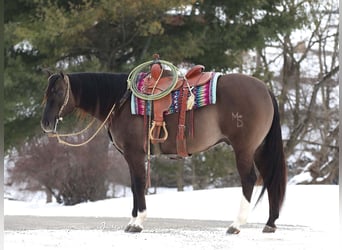 American Quarter Horse, Wałach, 6 lat, 152 cm, Grullo