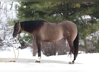 American Quarter Horse, Wałach, 6 lat, 152 cm, Grullo