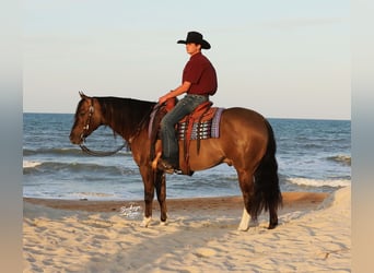 American Quarter Horse, Wałach, 6 lat, 152 cm, Grullo