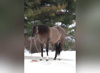 American Quarter Horse, Wałach, 6 lat, 152 cm, Grullo