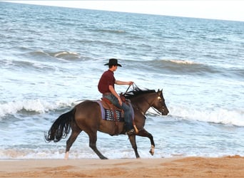 American Quarter Horse, Wałach, 6 lat, 152 cm, Grullo