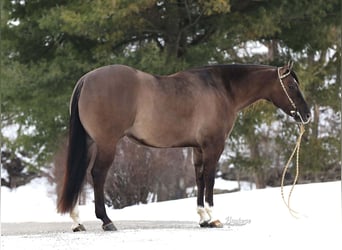 American Quarter Horse, Wałach, 6 lat, 152 cm, Grullo