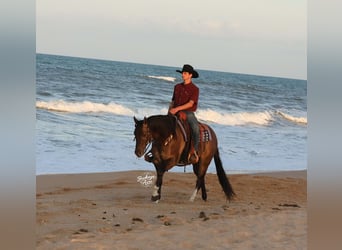 American Quarter Horse, Wałach, 6 lat, 152 cm, Grullo