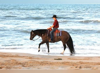 American Quarter Horse, Wałach, 6 lat, 152 cm, Grullo