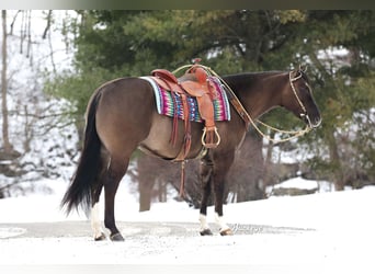 American Quarter Horse, Wałach, 6 lat, 152 cm, Grullo