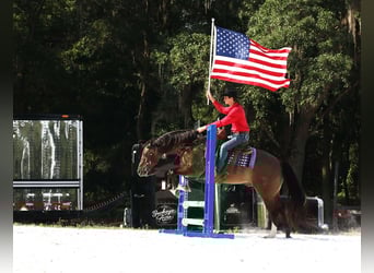 American Quarter Horse, Wałach, 6 lat, 152 cm, Grullo