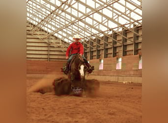 American Quarter Horse, Wałach, 6 lat, 152 cm, Grullo