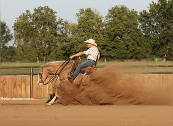 American Quarter Horse, Wałach, 6 lat, 152 cm, Izabelowata