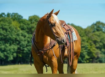 American Quarter Horse, Wałach, 6 lat, 152 cm, Izabelowata