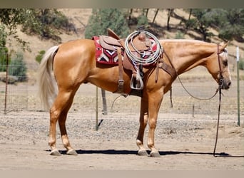American Quarter Horse, Wałach, 6 lat, 152 cm, Izabelowata