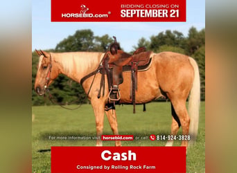 American Quarter Horse, Wałach, 6 lat, 152 cm, Izabelowata