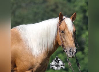 American Quarter Horse, Wałach, 6 lat, 152 cm, Izabelowata