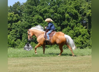 American Quarter Horse, Wałach, 6 lat, 152 cm, Izabelowata