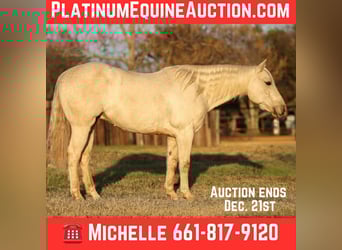 American Quarter Horse, Wałach, 6 lat, 152 cm, Izabelowata