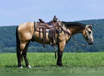 American Quarter Horse, Wałach, 6 lat, 152 cm, Jelenia