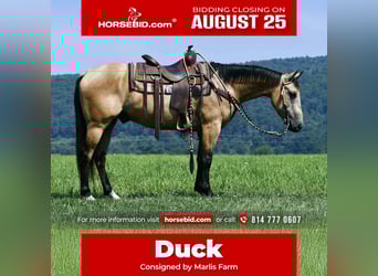 American Quarter Horse, Wałach, 6 lat, 152 cm, Jelenia