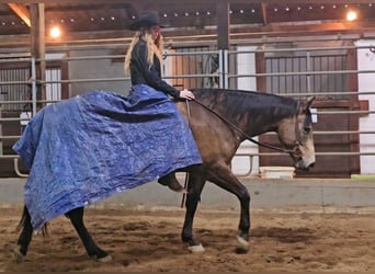American Quarter Horse, Wałach, 6 lat, 152 cm, Jelenia