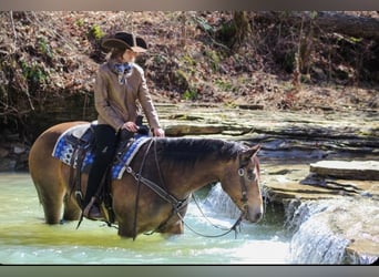 American Quarter Horse, Wałach, 6 lat, 152 cm, Jelenia