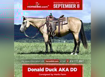 American Quarter Horse, Wałach, 6 lat, 152 cm, Jelenia