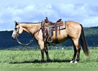 American Quarter Horse, Wałach, 6 lat, 152 cm, Jelenia