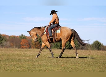 American Quarter Horse, Wałach, 6 lat, 152 cm, Jelenia
