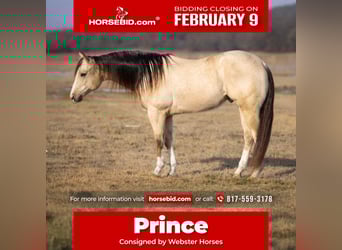 American Quarter Horse, Wałach, 6 lat, 152 cm, Jelenia