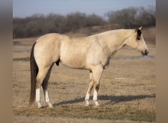 American Quarter Horse, Wałach, 6 lat, 152 cm, Jelenia