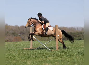 American Quarter Horse, Wałach, 6 lat, 152 cm, Jelenia